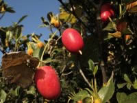 6日：クチナシの木に下がっていたカラスウリの実（鮮やかな朱色の時期は意外に短く、霜が降りると色あせて行きます）