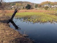 11/27：ミツガシワ掘り上げ作業前（写真中央左の枝を切ってある樹木はヤナギ）