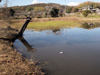 2日：ミツガシワ掘り上げ作業後（手前に浮いている白いものは、大きなドブガイの貝殻）