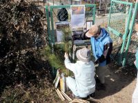 25日：毎年恒例、植物園ボランティアの方々による門松づくり