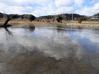 8日：寒波到来で全面凍結した温室エリアの池