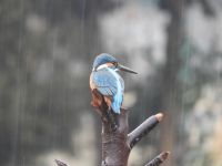 23日：雨の中、今年初来園したカワセミ君