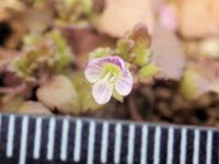 20日：直径4mmの小さな春、イヌノフグリの開花
