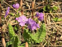 14日：例年よりずいぶん早く開花を始めたサクラソウ