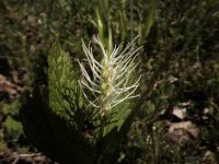 31日：繊細な白色の花糸（雄しべ）が美しい、キビヒトリシズカの花
