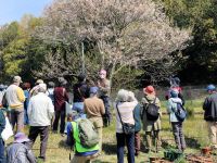 夢見草とはサクラの異名。エドヒガンの解説中。