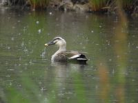 17日：雨の日に来園したカルガモ