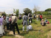 草むらをよく見てみると「野エンドウ」が3種類。