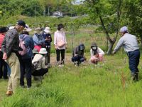 「翁」状態になりつつある、オキナグサの解説中