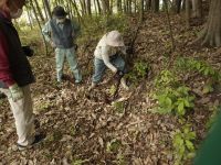 23日：タケノコ掘りに挑戦するボランティア