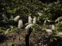 9日：白い穂状の花がかわいらしい、ウワミズザクラ