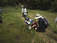 自分で採取したショウブのショウブ湯は格別！かも？