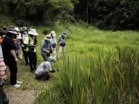 ショウブ池の岸に咲いていたモウセンゴケの花の観察。