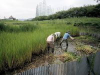 ミズアオイ自生地 保全活動（草刈り・トタンフェンス補修）