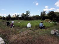 4日：カワラケツメイ植栽地草取り中のボランティアの方々