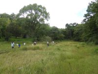 湿地ではあちこちに隠れているカマキリが大人気！