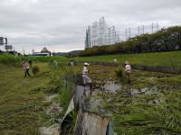 ミズアオイ自生地保全活動（草寄せ・草刈り作業）