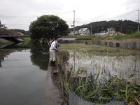 ミズアオイ自生地 トタンフェンス補修作業