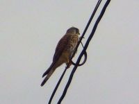 16日：植物園近くの電線にとまっていた、ハヤブサの仲間、チョウゲンボウと思われる猛禽類