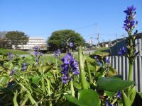 保護巡視員の方々の努力により、今年はミズアオイの花が咲きました！