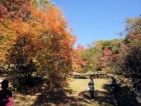 湿地エリアのヤマコウバシの黄葉が見ごろでした