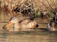 21日：ちょっとユーモラスな顔のハシビロガモが飛来