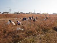 保護地内部の草取り作業をするボランティア参加者の方々