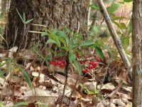 23日：湿地エリアでマンリョウが鮮やかな赤色の実をつけていました。一応、クリスマスカラー？