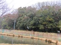 19日：植物園でも降雪がみられました。（午後には雨に変わり、積雪はせず）