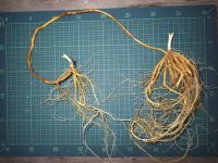 26日：長い根茎の先に新たな株ができたノカンゾウ（ポットや鉢植えの植物の植替え時には、普段観察ができない地下部の写真撮影をしています）