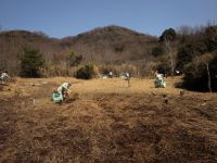 刈っておいた草を集めて、湿地内部から持ち出します