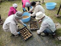 真庭市蒜山地域での草原の生物多様性保全への協力として、ユウスゲの苗を育てています