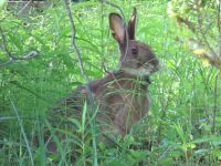 28日：湿地エリアにノウサギ出現（以前、糞は見つけていたのですが、姿を見たのは初めてでした。春の陽気で警戒心が薄れていたのでしょうか）