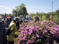 30日：植物園を楽しむ会116「行く春に咲く花々を楽しむ」（岡山県では高梁川流域でしか見られない、キシツツジの観察中）