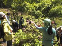 30日：植物園を楽しむ会116「行く春に咲く花々を楽しむ」（キシツツジとよく似ているけど、こちらは萼などがネバネバのモチツツジです）