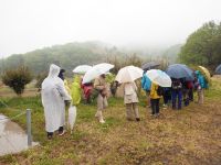 24日：自然観察会「真備美しい森の春」参加（あいにくの雨でしたが、春の草花が観察できました）