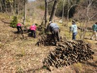 1日：冬の間に伐採した樹木の枝の積み上げ作業（分解が進むと、様々な昆虫の発生場所になります）