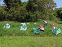 22日：ユウスゲ植栽地の草取りをするボランティア（月初めには草はほとんど伸びていなかったのですが、下旬には園内はすっかり緑色！）