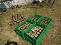 9日：蒜山産種子由来のユウスゲ苗120ポットを保全活動（移植）のため、津黒いきものふれあいの里に寄贈