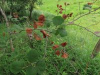 （6/1撮影）葉枯れ病に侵されたアテツマンサク