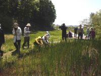 池のふちのショウブを採取する参加者