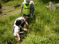 親子でショウブ採取。今年は2日続けて開催しました