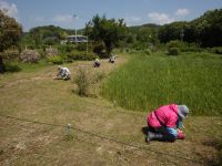 オキナグサの実生が確実に発生するよう、一粒一粒種まきしてもらいました