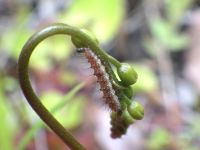 食虫植物のモウセンゴケを食べる虫（蛾）、モウセンゴケトリバの幼虫を解説中に偶然、発見しました