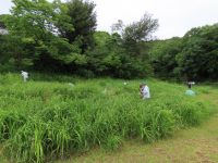 15日：ボランティアによるユウスゲ植栽地での草刈り作業