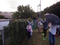 途中から雨が降り始めて気温が下がったためか、まだ明るい時間帯にカラスウリが開花してくれました