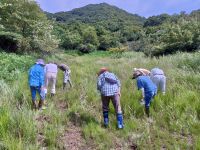 湿地内部ではかなり少なくなったので、ボランティアの方々に目を皿のようにして探してもらっています