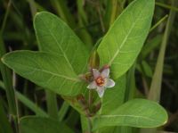 7月にユウスゲが咲くころにはまだ開花していないため、いままで観察会で紹介したことがありません