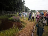 湿地エリアのミソハギがちょうど花盛りでした。温室エリアのエゾミソハギとの違いは？