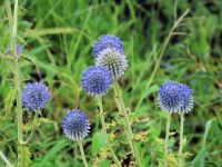 植物園で育てているものは広島県産。岡山県では絶滅種となっています